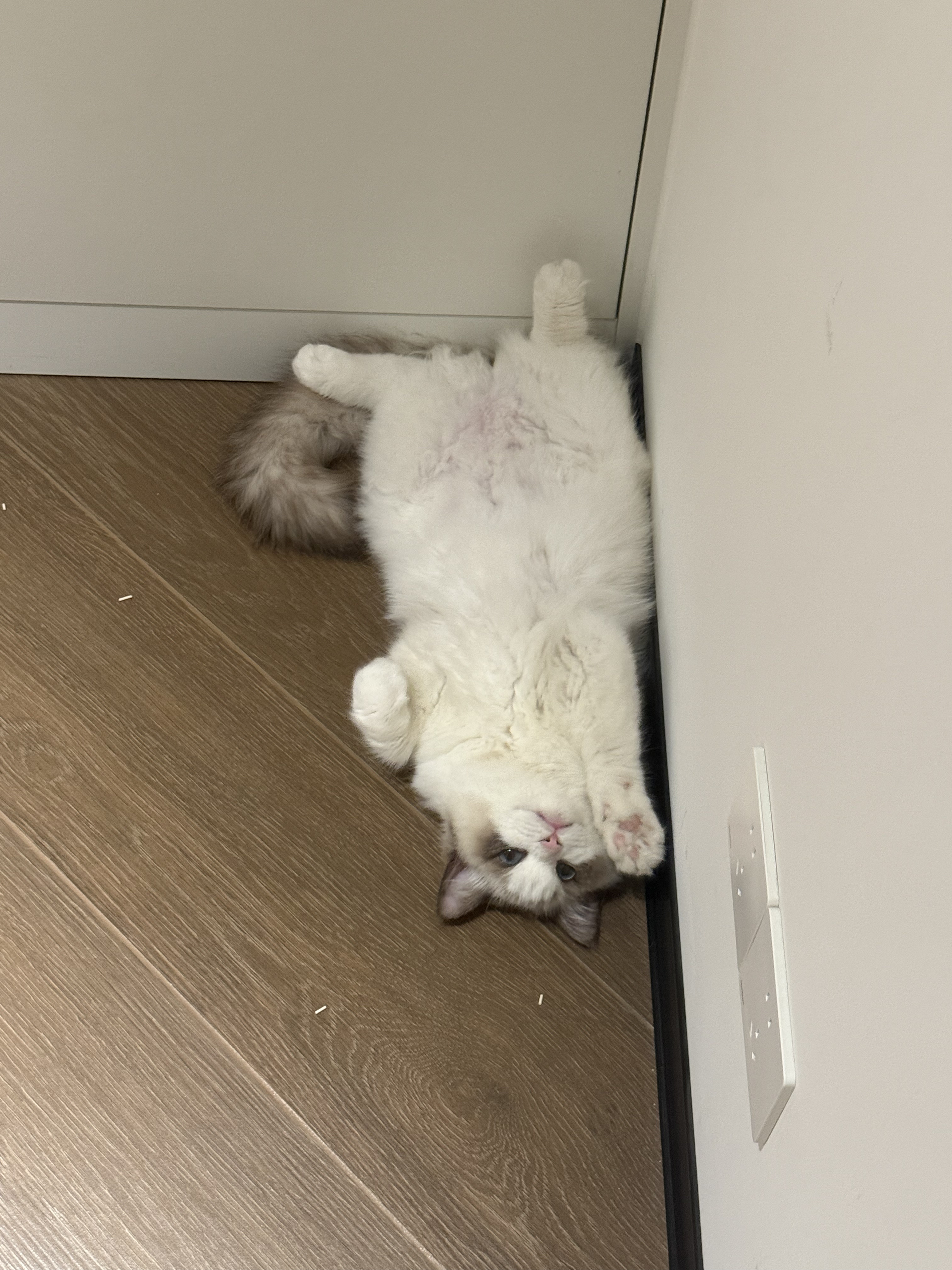 没有白走的路
小猫就当出去社会化一波
