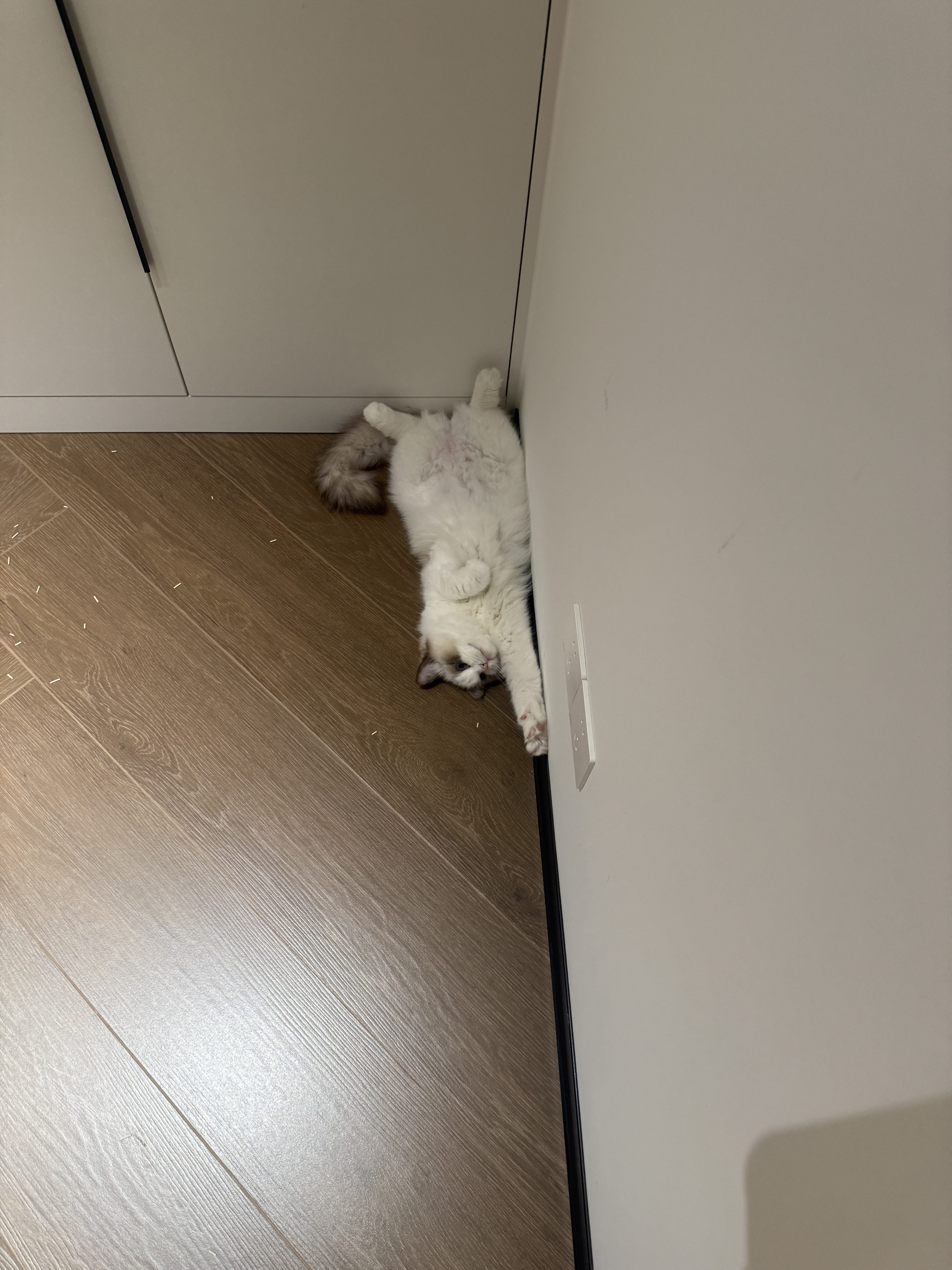 没有白走的路
小猫就当出去社会化一波