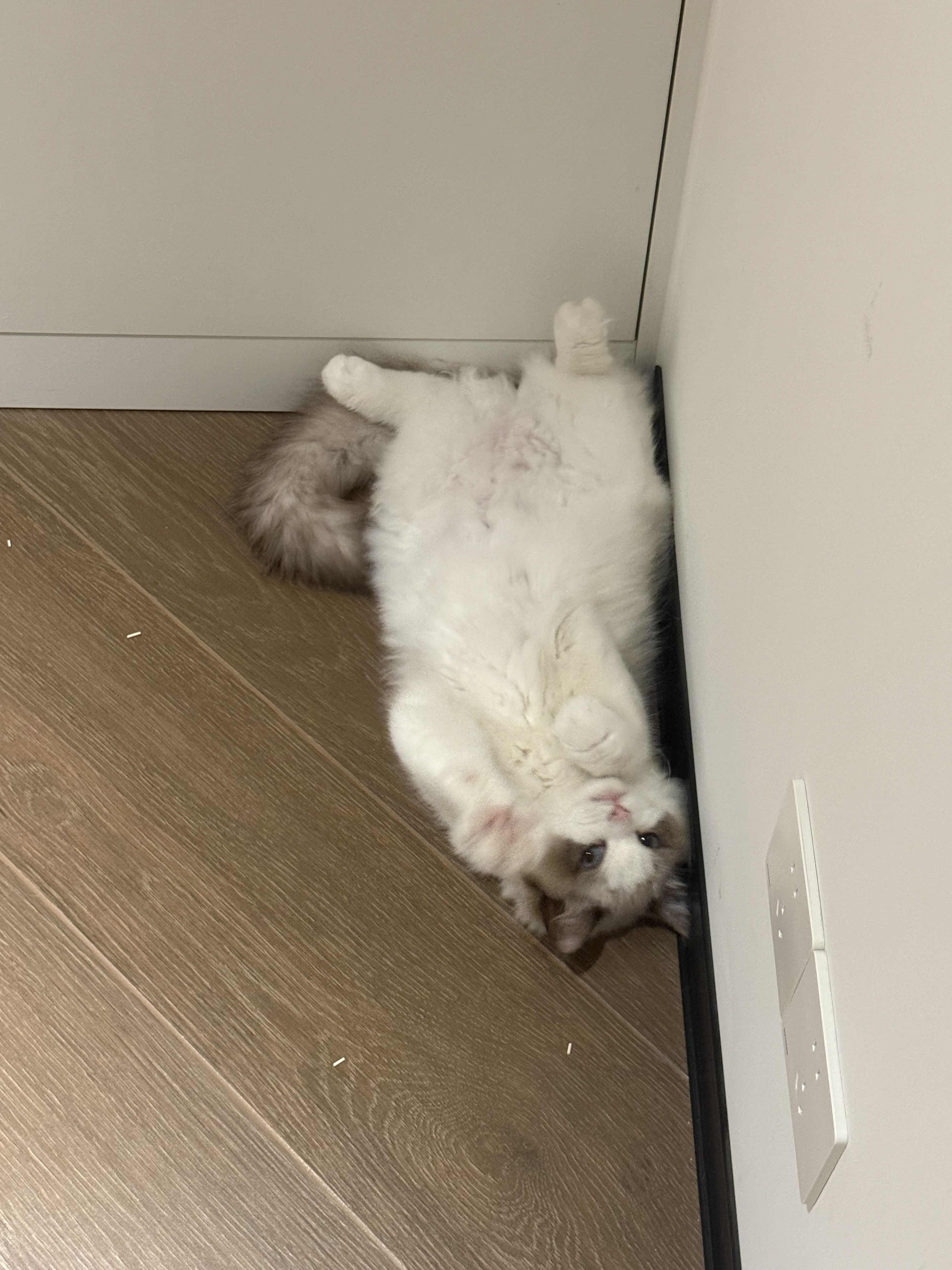 没有白走的路
小猫就当出去社会化一波