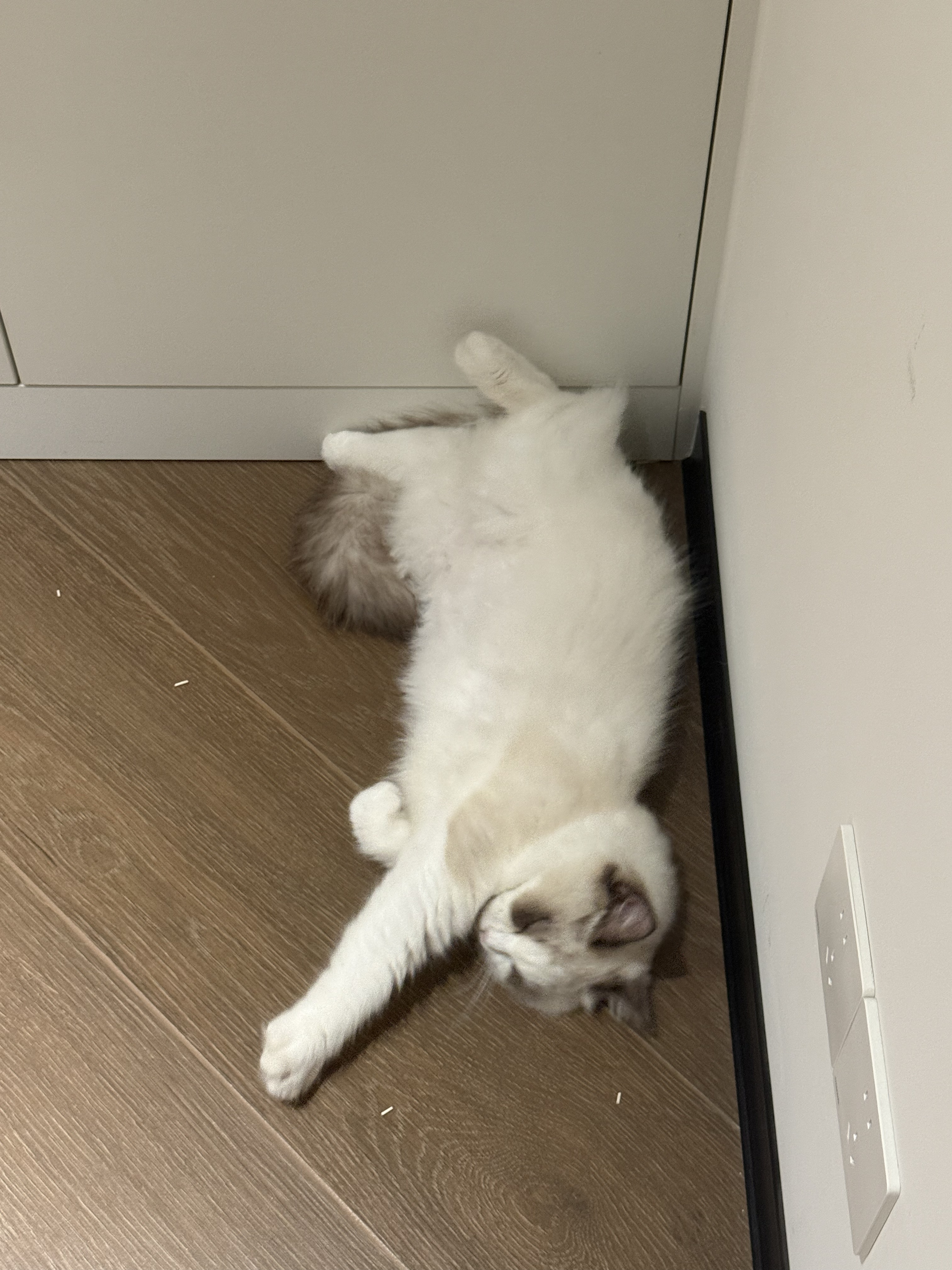 没有白走的路
小猫就当出去社会化一波
