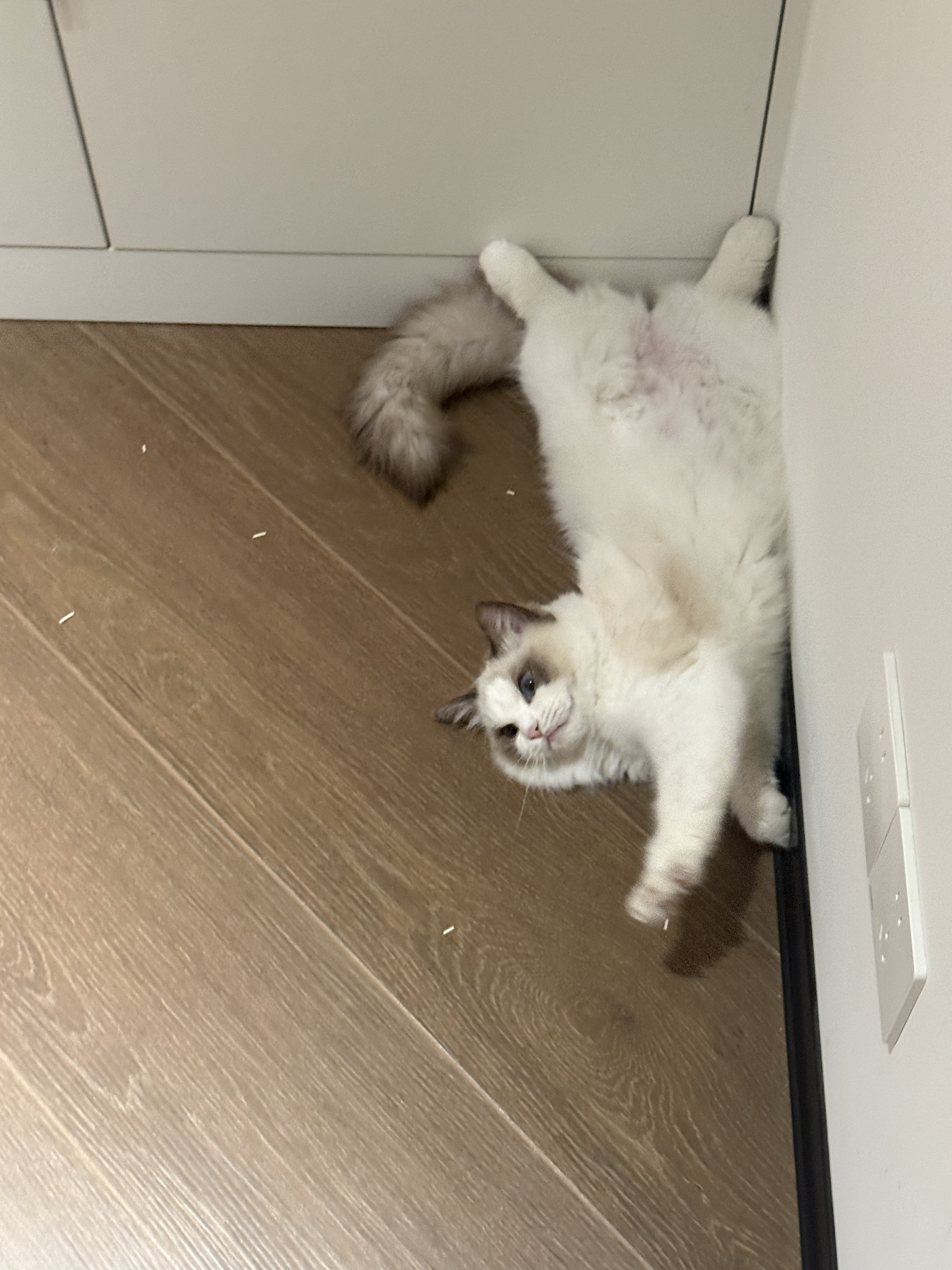 没有白走的路
小猫就当出去社会化一波
